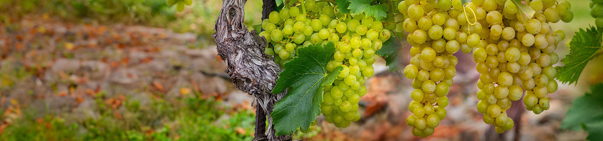 Rebstöcke mit weißen Weintrauben der Rebsorte Chardonnay