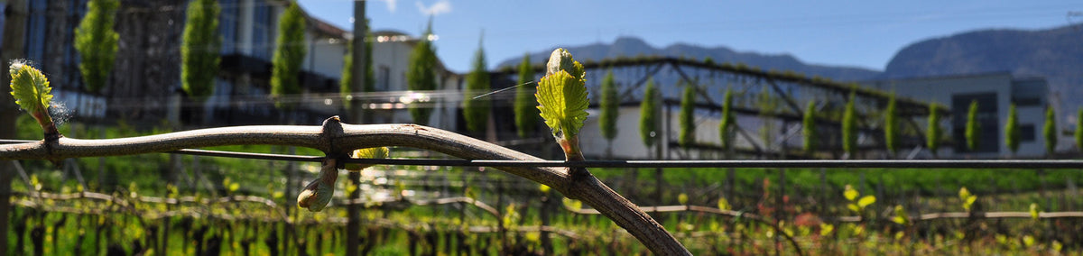 Nahaufnahme von Rebstöcken in einem Weinberg mit Gebäuden und Bergen im Hintergrund.