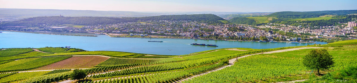 Weinberge auf sanften Hügeln mit Blick auf einen Fluss, im Hintergrund eine Stadt und grüne Hügel unter einem klaren Himmel.