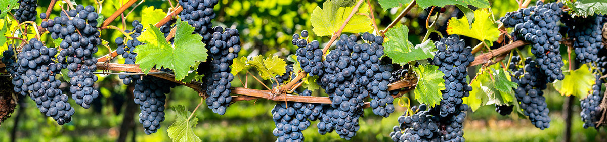Rebstöcke mit roten Cinsault-Trauben