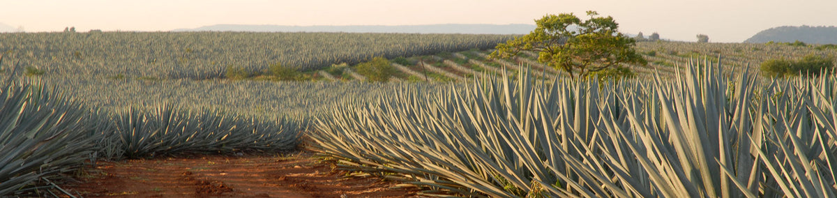 Weite Agavenfelder bei Sonnenuntergang, Ursprung des hochwertigen Don Julio Tequilas aus Mexiko