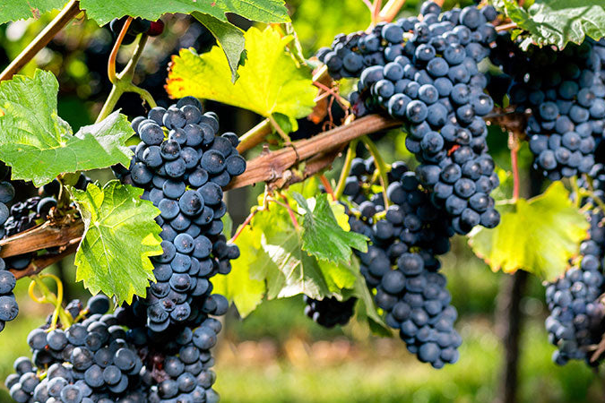 Rote Weinreben
