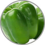 Nahaufnahme einer grünen Paprika zur Darstellung des Aromas in Cabernet Sauvignon und Sauvignon Blanc