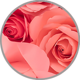 Rose in Nahaufnahme zur visuellen Darstellung des floralen Aromas nach Rosen in Weinen