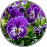 Nahaufnahme von blühenden Veilchen zur visuellen Darstellung des floralen Aromas in Rebsorten wie Syrah oder Blaufränkisch