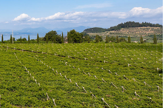 Bardolino